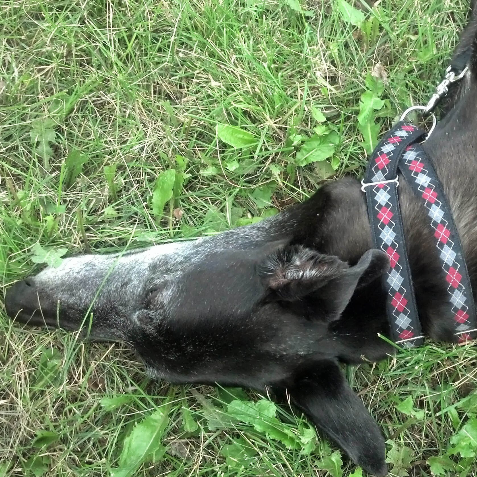 Life is ruff when you're just a canine trying to get along.  |  Funny dog & people stuff.