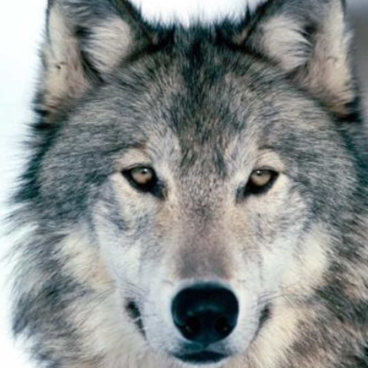 MarkieMn's profile picture. 