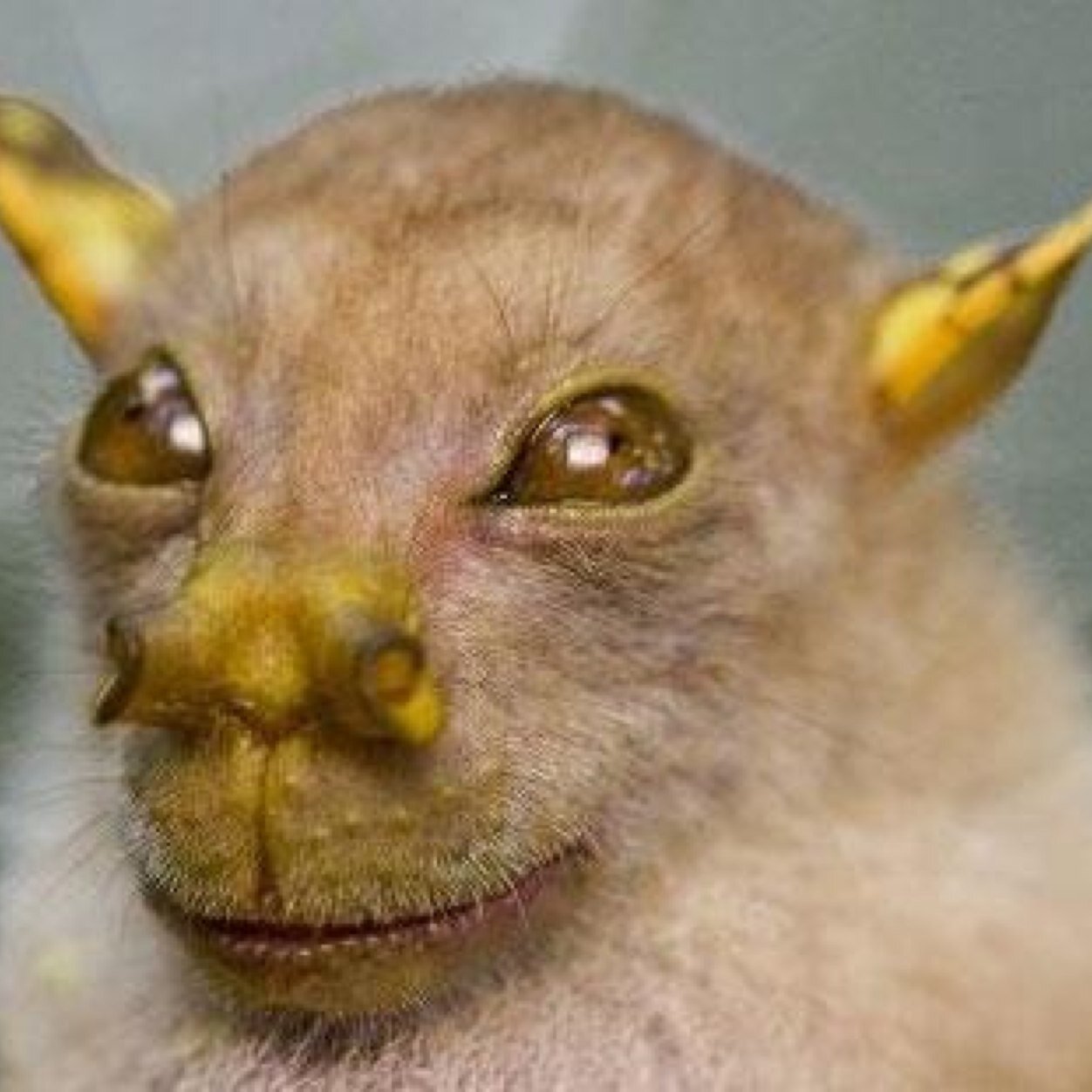 Redvizsla's profile picture. 