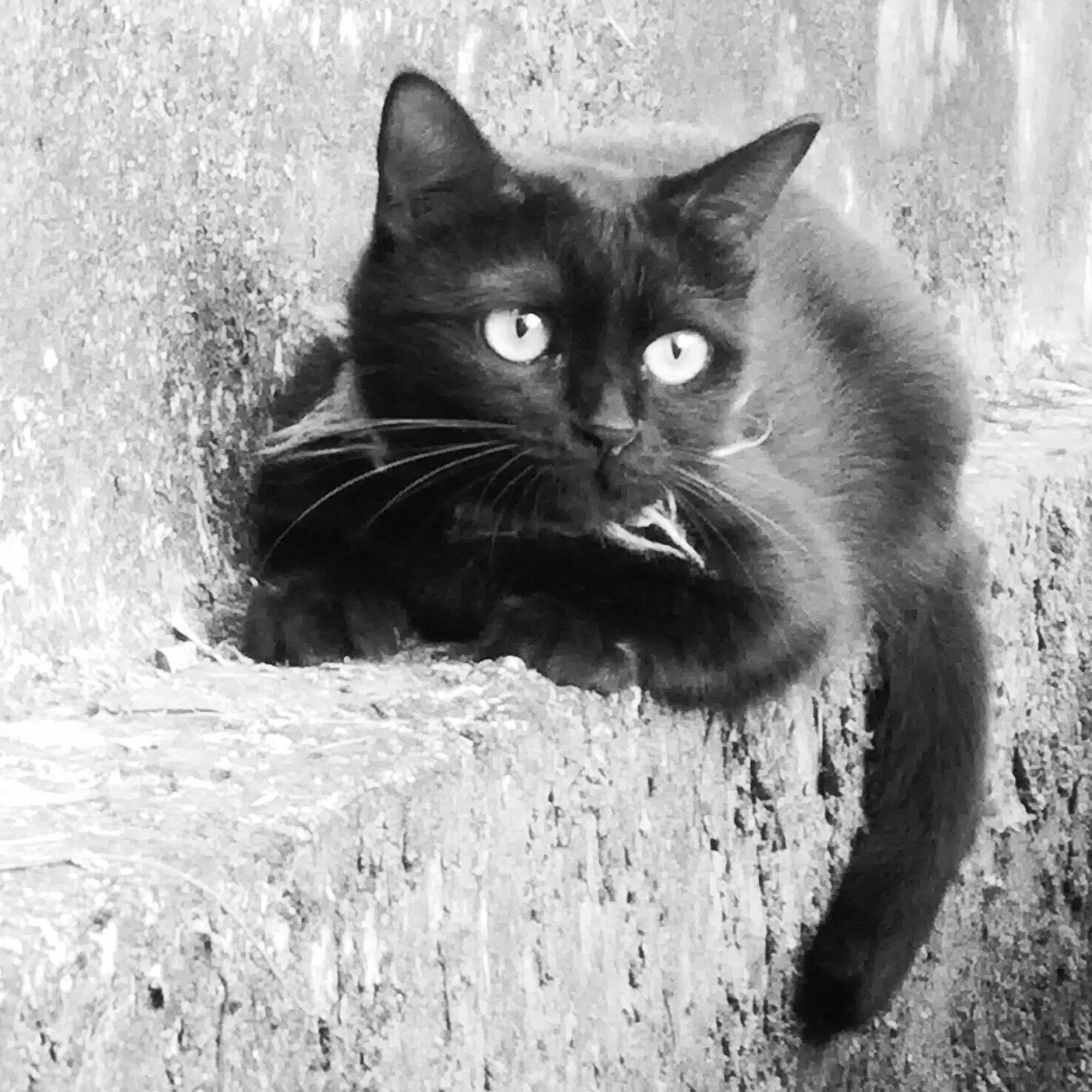 zygomaticarch1's profile picture. 