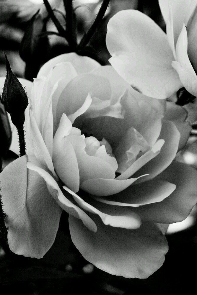 simplcated's profile picture. flooded with rants