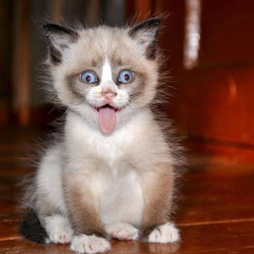 heee tengo twitter y ahora que XD