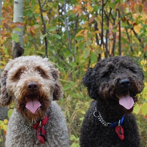 Retired meteorologist. Dogs, whisky, travel, old books and good food.