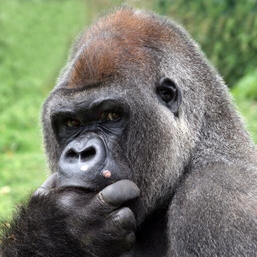 ranadhaliwal00's profile picture. 