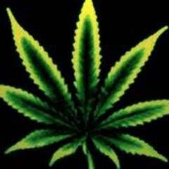 Just A #Stoner Who Loves Talkin Bout Tree. Lets See Your Pieces! Show Us How You Get #High.  #StonerNation Email: BlowinOhs420@gmail.com - #FollowBack