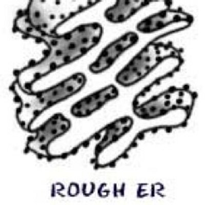 what does the rough er do what does the rough er do