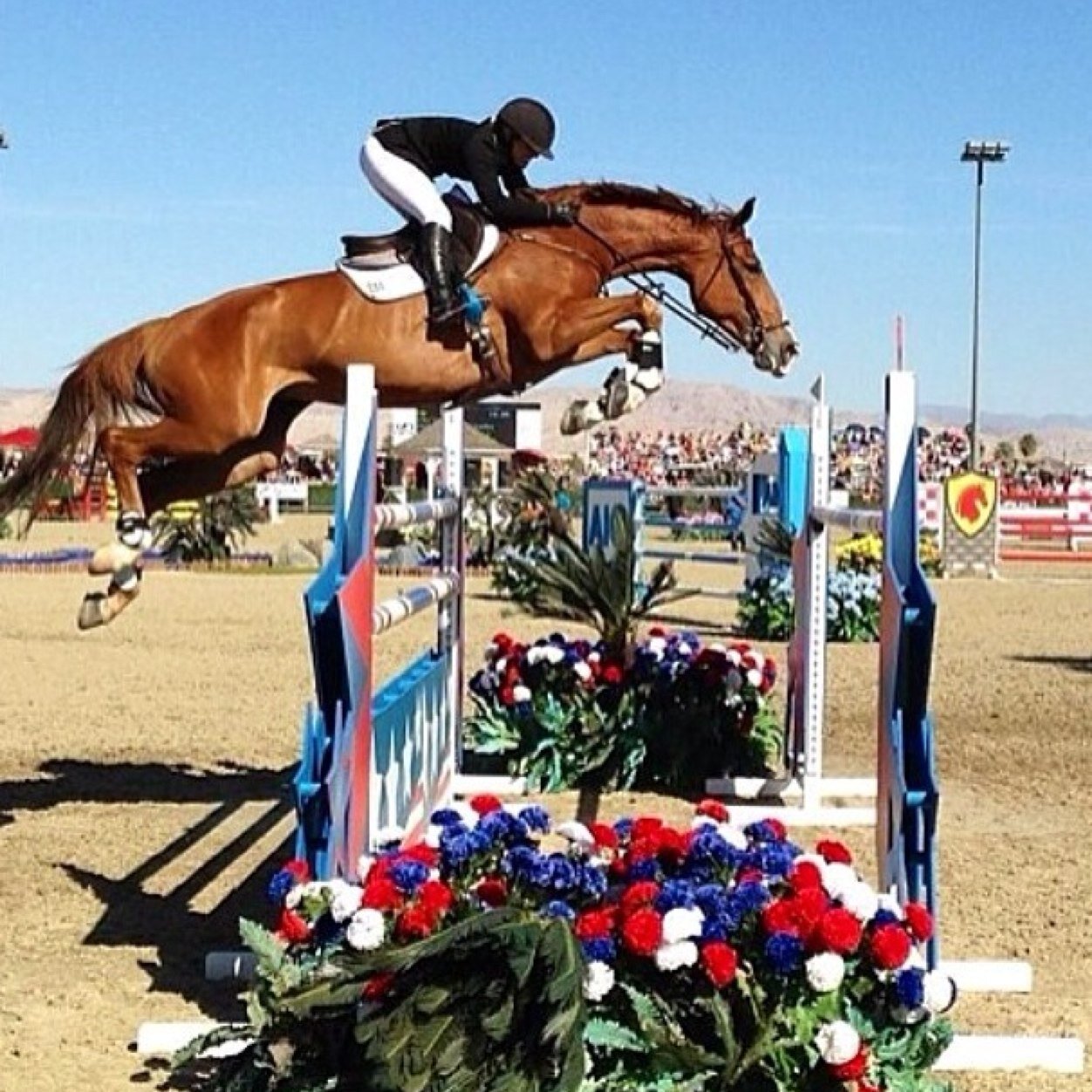 Because mares will be mares, and we love them anyway :) #Canadian #Female #Jumper