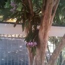 Hector Escalona - @elnegroes1 - Twitter