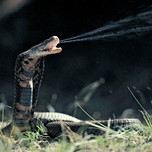 DarethZ's profile picture. Ghost in the Machine