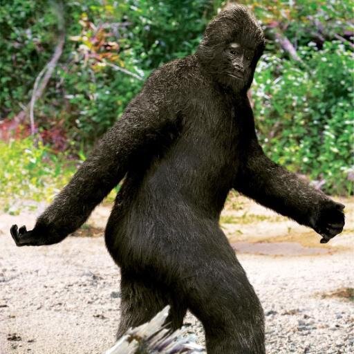 Bigfoot Coin coming soon.