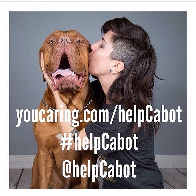 Help Cabot get the surgery he needs to be active again! - See more at: http://t.co/N6RFTqiqU2