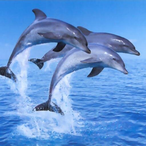 DolphinCoin's profile picture. 