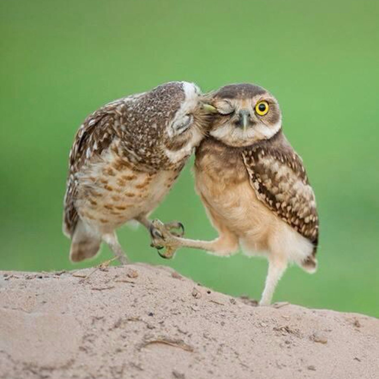 herisnes's profile picture. 