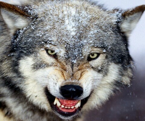 PACK OF WOLVES, WE HAVE 1000+ WOLVES!!!We are fighting with @MEL_Lenners @MABEL_Lenners @John_Lenners!!!