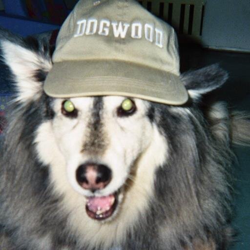 DOGWOOD2001's profile picture. Your dog's best choice in L.A. for boarding, daycare, grooming & training.   There's a large yard outside with big trees & ivy.   A calm, clean & fun place!