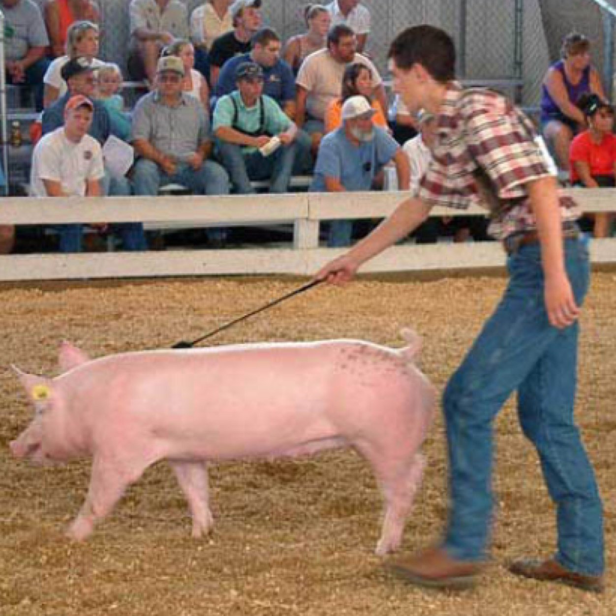 ShowCouples's profile picture. 