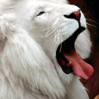 toygar torun (@toruntoygar) Twitter profile photo