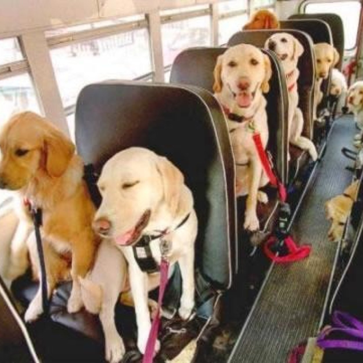 purebred mountain cur