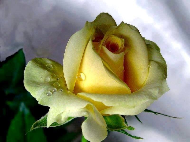 YousufJahid's profile picture. 