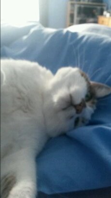 But still I am the Cat that walks by himself, and all places are alike to me.
-Rudyard Kipling
D-0 stan account
https://t.co/XffyZG5MR1