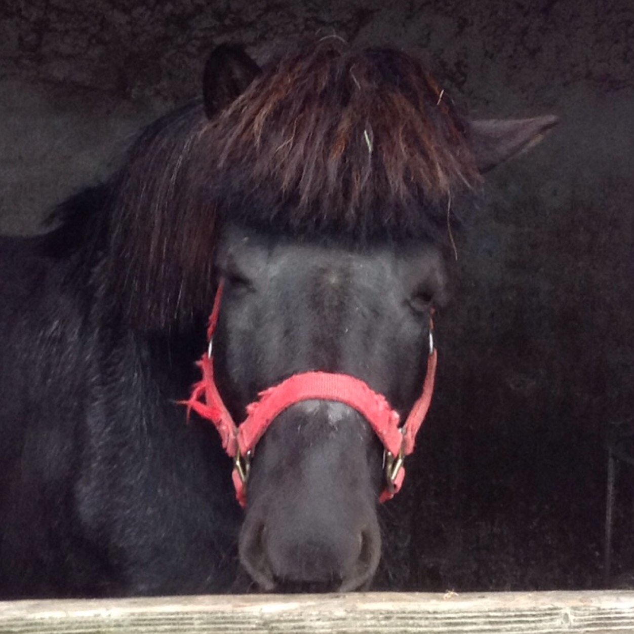 北海道で競走馬を育ててるよ。あなたと夢を叶えたい。