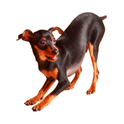 Critter_Tales's profile picture. Upbeat stories about animals. Info about other great critter stuff too. Make your next pet a rescue- they'll love you for it! (And for Pet's sake, spay/neuter).