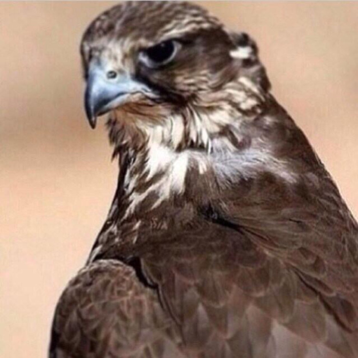 الـحـمدالـلـه . كل يوم وأبدا