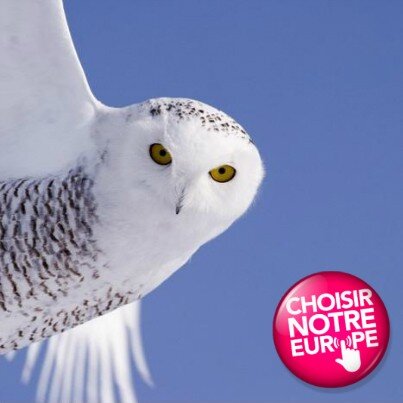 DominiqueMille's profile picture. Militante socialiste. Secrétaire fédérale actions militantes PS 92. Team JAL. Türkıye seviyorum. Dunkerquoise. Conseillère municipale à Rueil-Malmaison