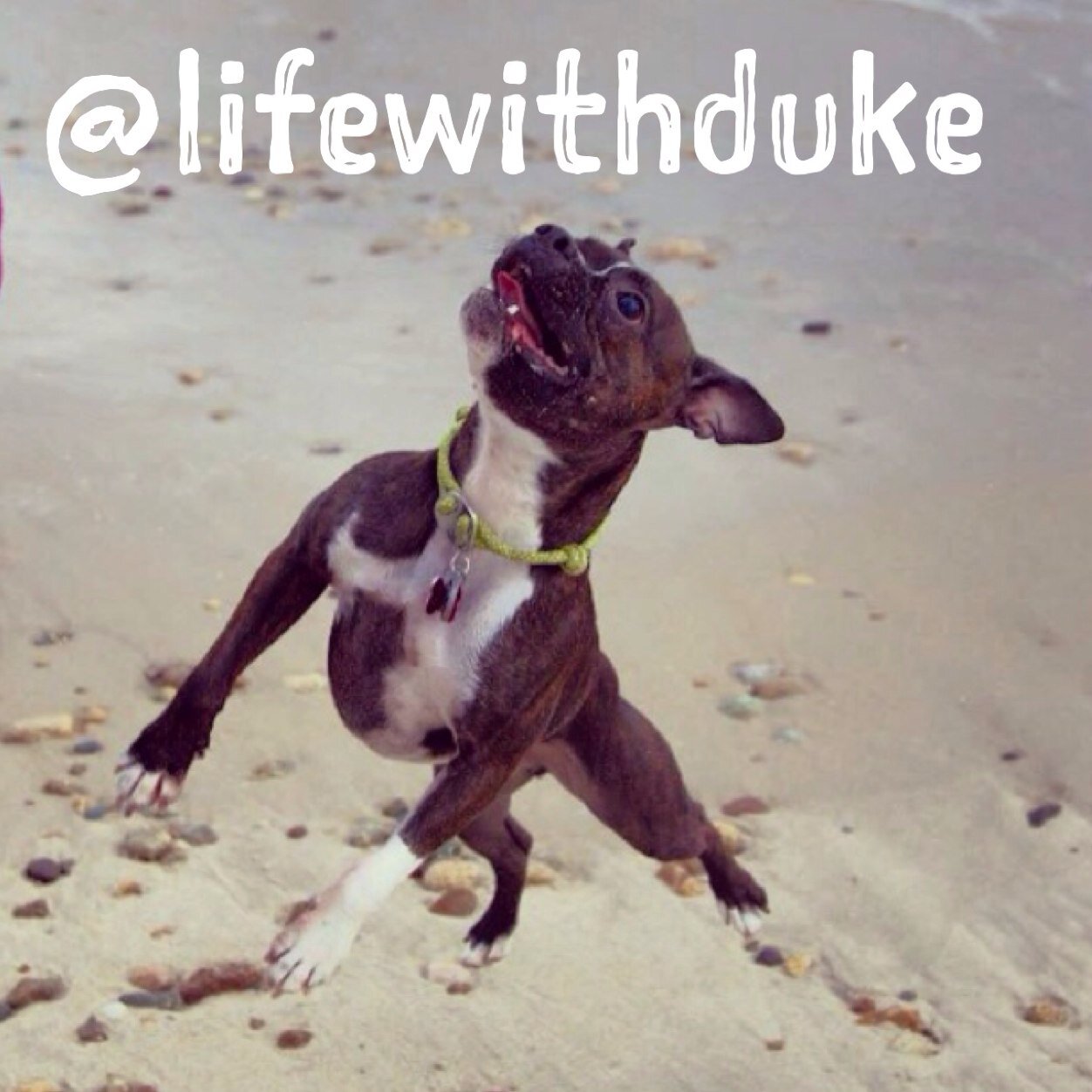Boston Terrier x Boxer. Rescued from Arkansas, adopted in New Hampshire, brought up in Boston, and now living the life in Southern California. #adoptdontshop