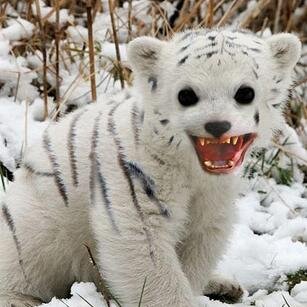 All-Partying Society, Sexy The Polar Tiger is our Macot!