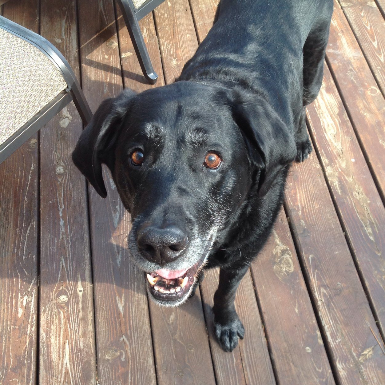 Runner/dog walker/owner 3 Labs/husband/rock metal music/sportsfan/smartass/random/humor/non-pc