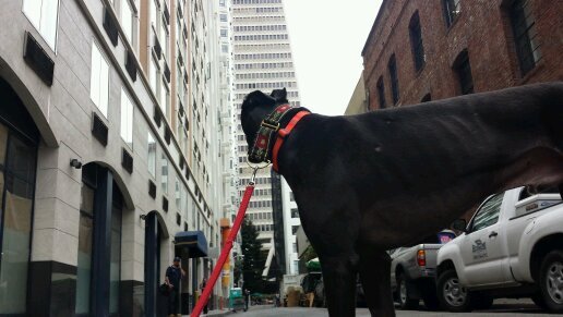Ex-racer living the good life in San Francisco.