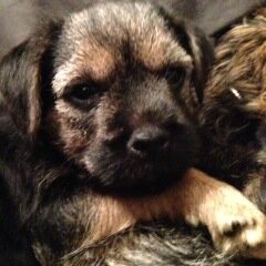 Son of Lolly and Quinn; FurBro of Otis and Captain Hastings. Ready to take over the world; let me at 'em!