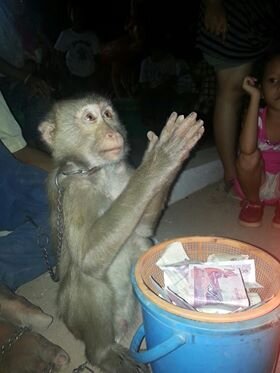 Please give me some money!