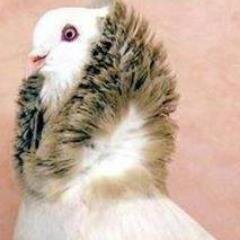 chouilakh's profile picture. 