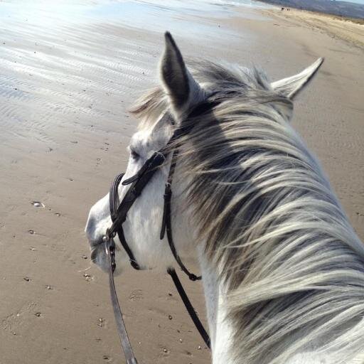 A friendly trekking centre, near the beach, on the Dorset coast. Great forward going rides for experienced riders and safe picturesque rides for beginners.