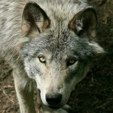 sally196702's profile picture. aston villa fan just simply the best team. I have 1302 super beetle name ella.  I love wolves  (the animal) I love all animal's but we should treat them better!