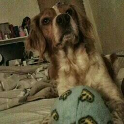 BenedettaEmilia's profile picture. 