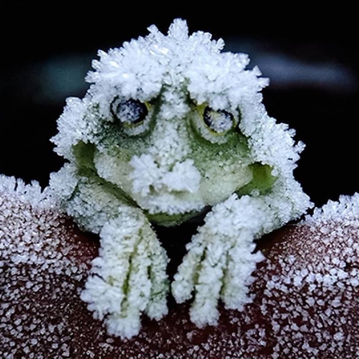 badgersIII's profile picture. I came, I saw...I drink beer ever since. This is a new and noble idea that brings peace and tranquility. Get out of it, don’t fret, and just knock it off!