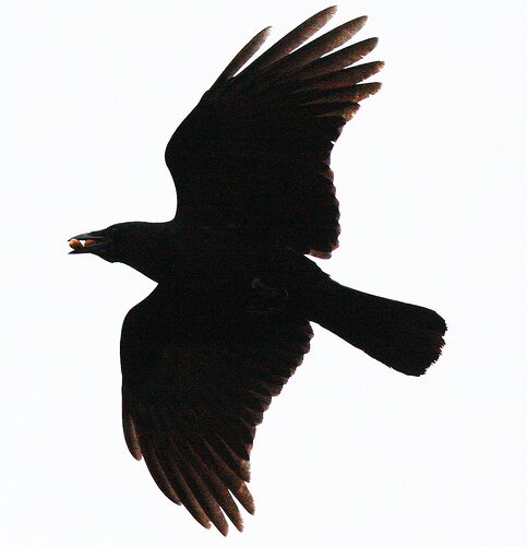 themaycrow's profile picture. I'm a Crow joy peace love Dance Moms