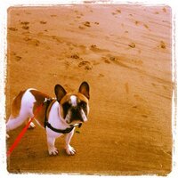 ted (@tedteddog) 's Twitter Profile