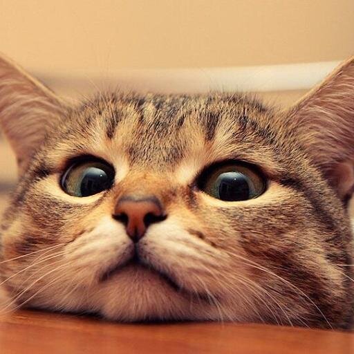 maolmi's profile picture. 