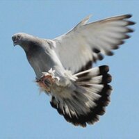 enis (@enisbeg) 's Twitter Profile