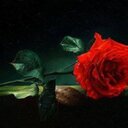 yazan (@1977Daher) Twitter