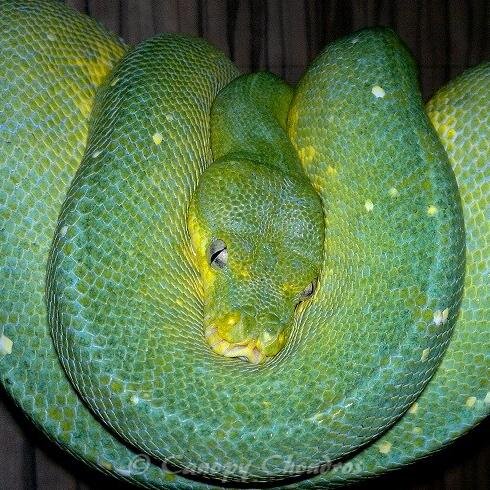 CanopyChondros's profile picture. REPTILE LOVER