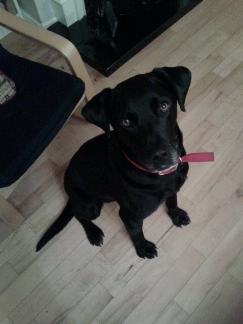 Not the man my dog thinks I am