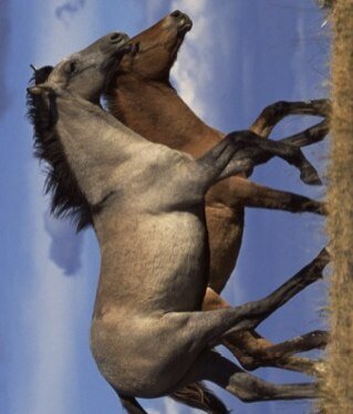 cherder46's profile picture. 68yr. old with 5 grandkids and am owned by a cat & a dog.