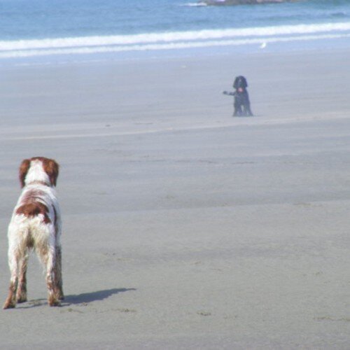 Retired,loves dogs.Newport County.