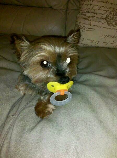 YSh2momz's profile picture. 