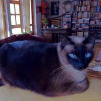 Beytül Papapha (@beytlpapapha) 's Twitter Profile